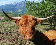 50 Mucca highlander, originaria della Scozia